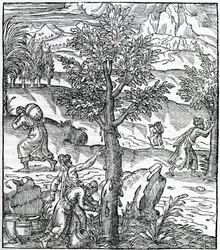 Collecting Incense from Pine Trees, from Cosmographie Universelle, by Andre de Thevet, 1575